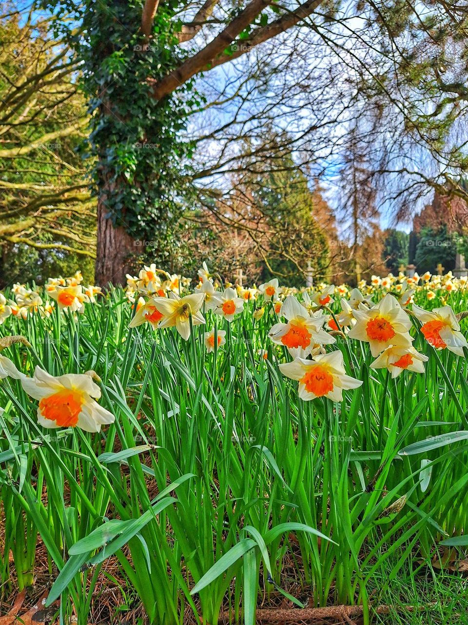 Image of a host of sunlit Barrett Browning daffodils with trees and blue sky in the background