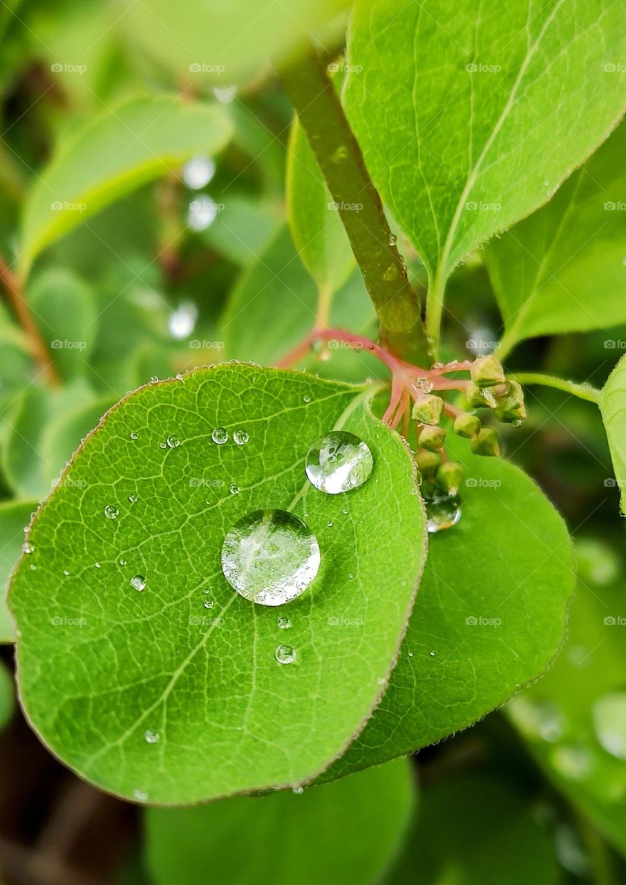 dew drops