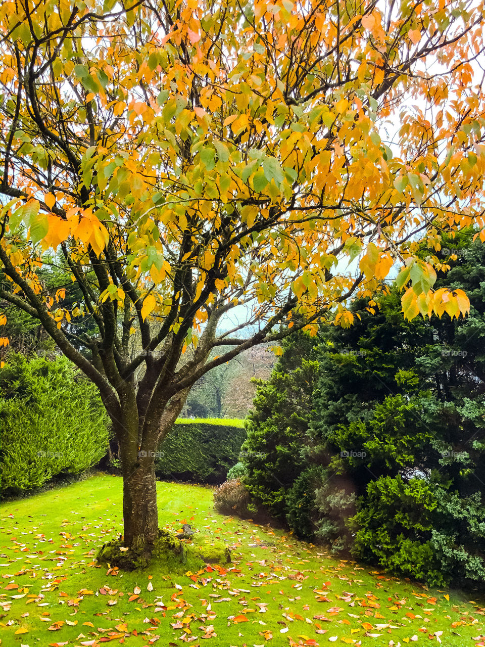 Autumn cherry tree