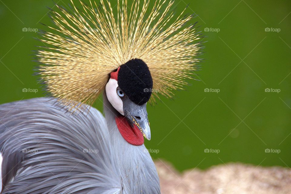 Grey crowned  crane