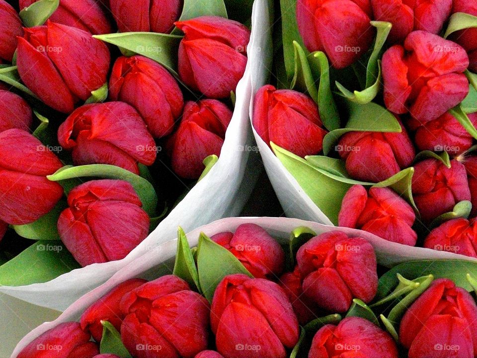 a triangle of red tulips