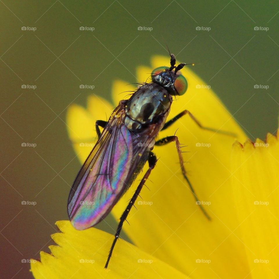 Beautiful macro fly on top of a yellow flower 