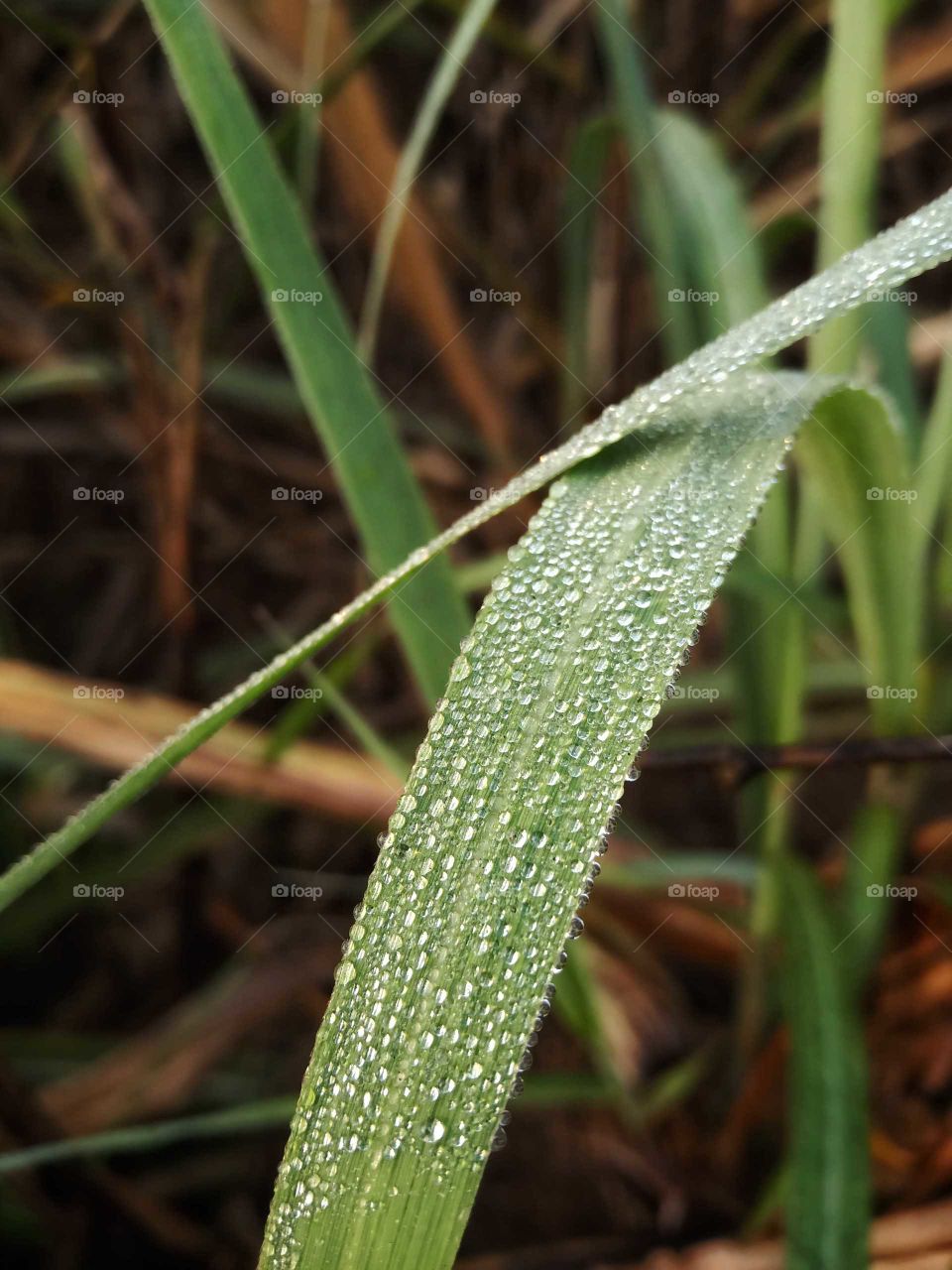 Dewdrop on sugarcane leaf nice image india