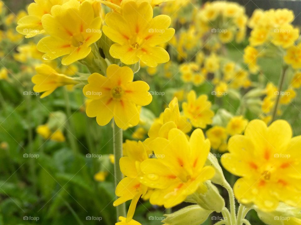 Yellow flowers in bloom