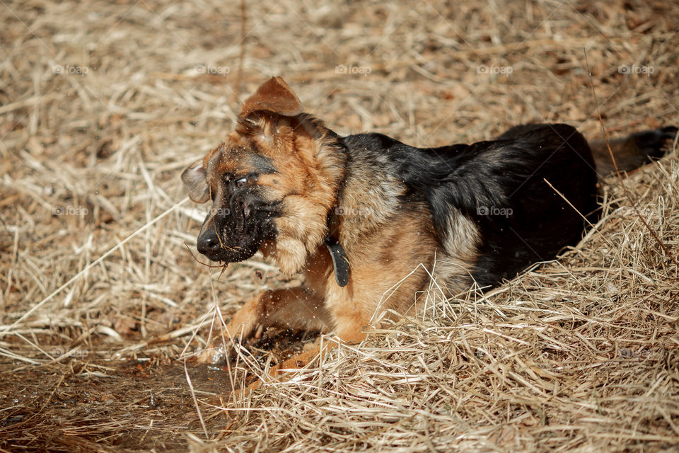 German shepherd young male dog walking outdoor at spring day