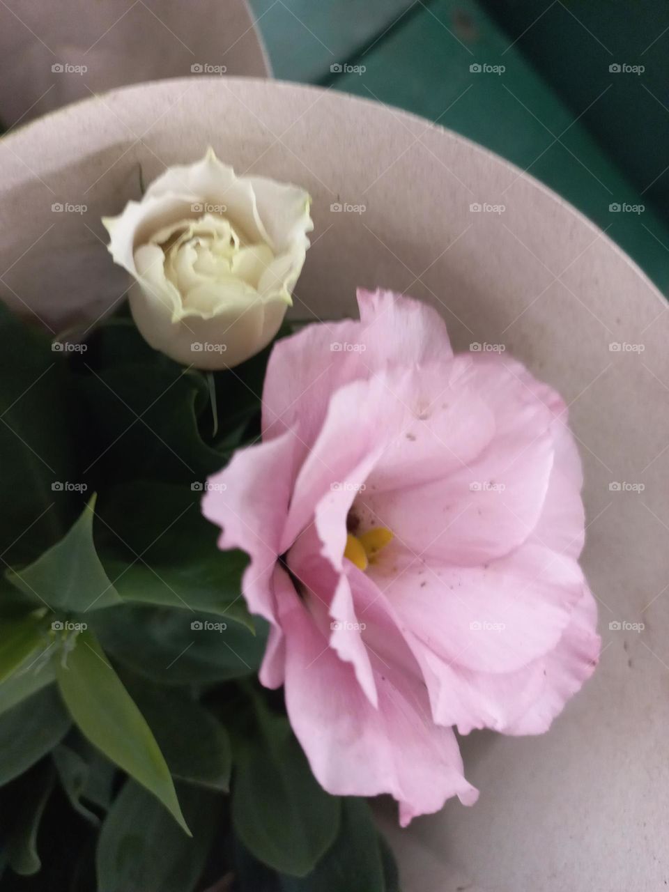 As Rosas são  o símbolo do amor, da criatividade  e da beleza