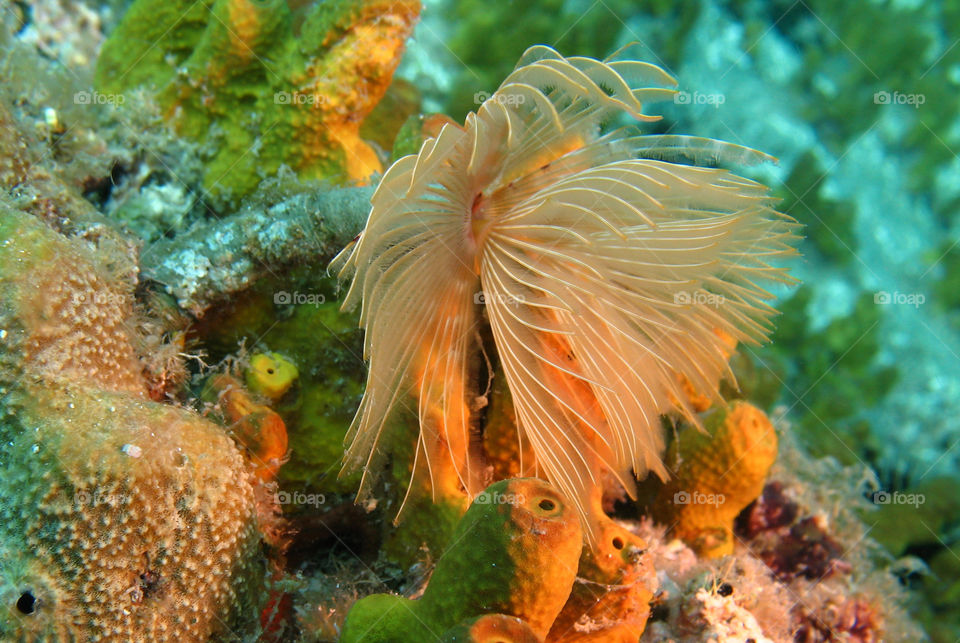 Underwater
Polychaeta