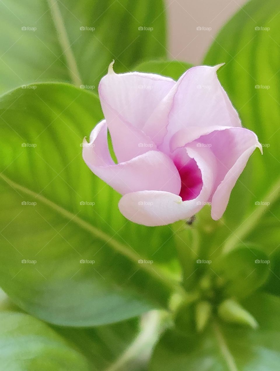 periwinkle pink flower seasonal fresh shurb small size looks very beautiful generally found everywhere