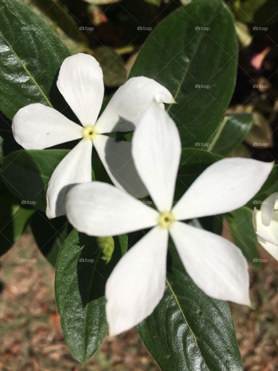 Flores do nosso jardim! Brancas e belas.