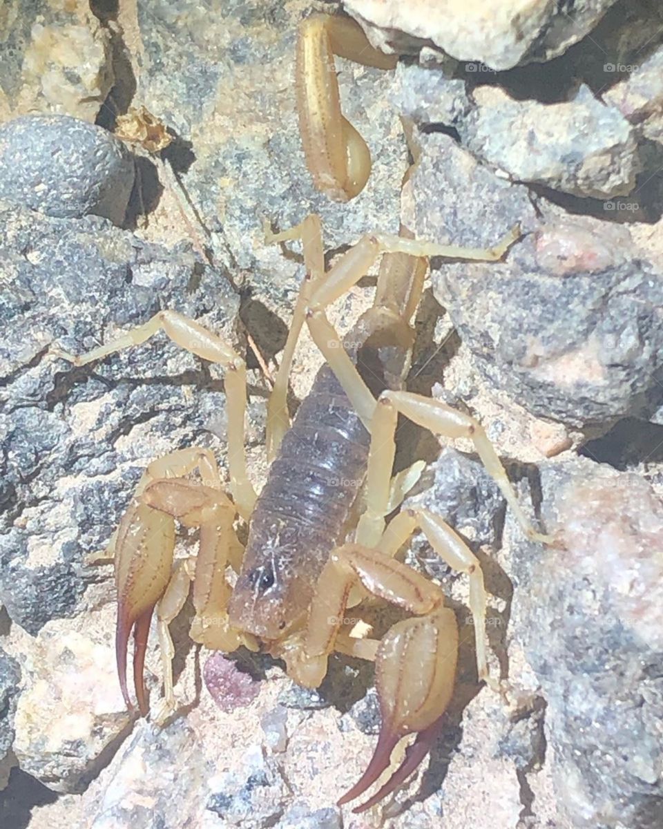 Smeringurus Vachoni Scorpion 