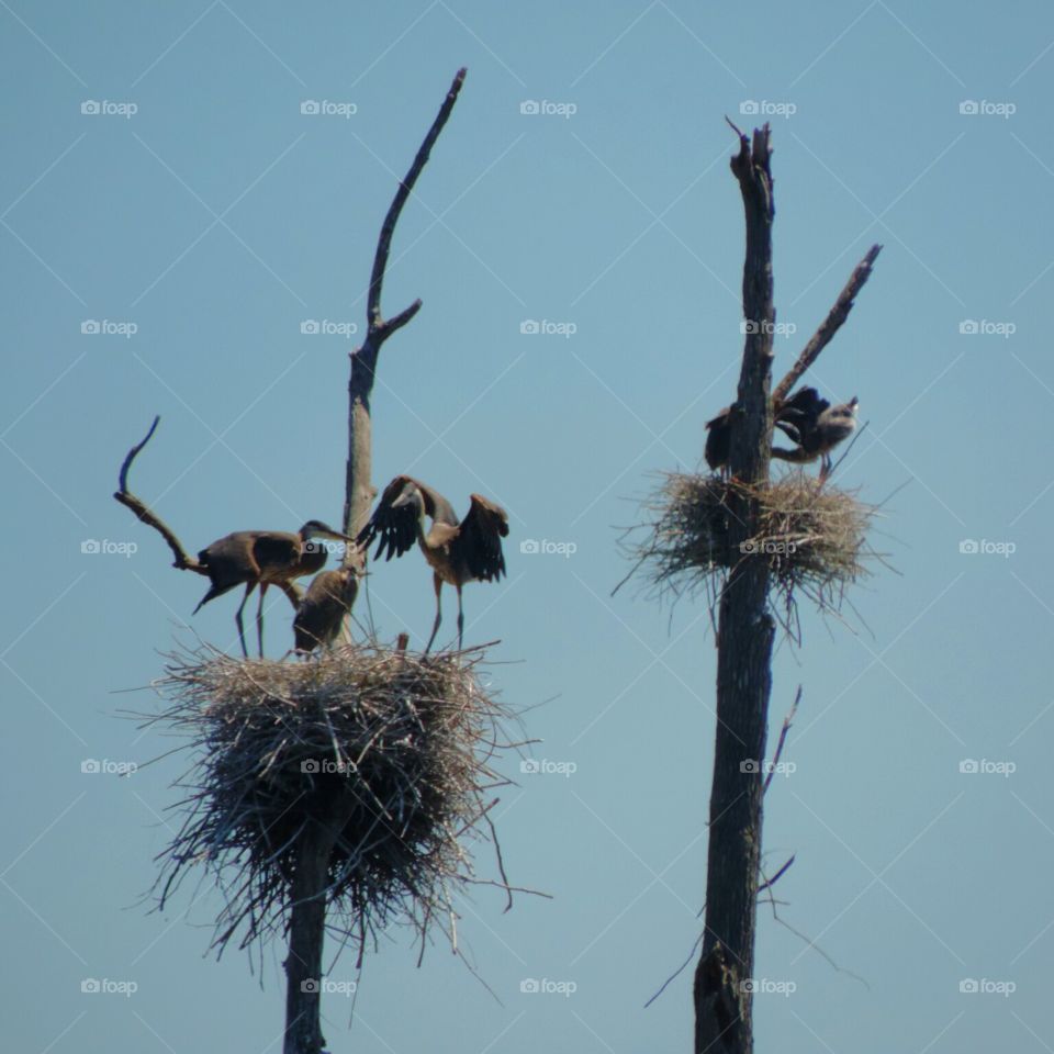 Baby Herons