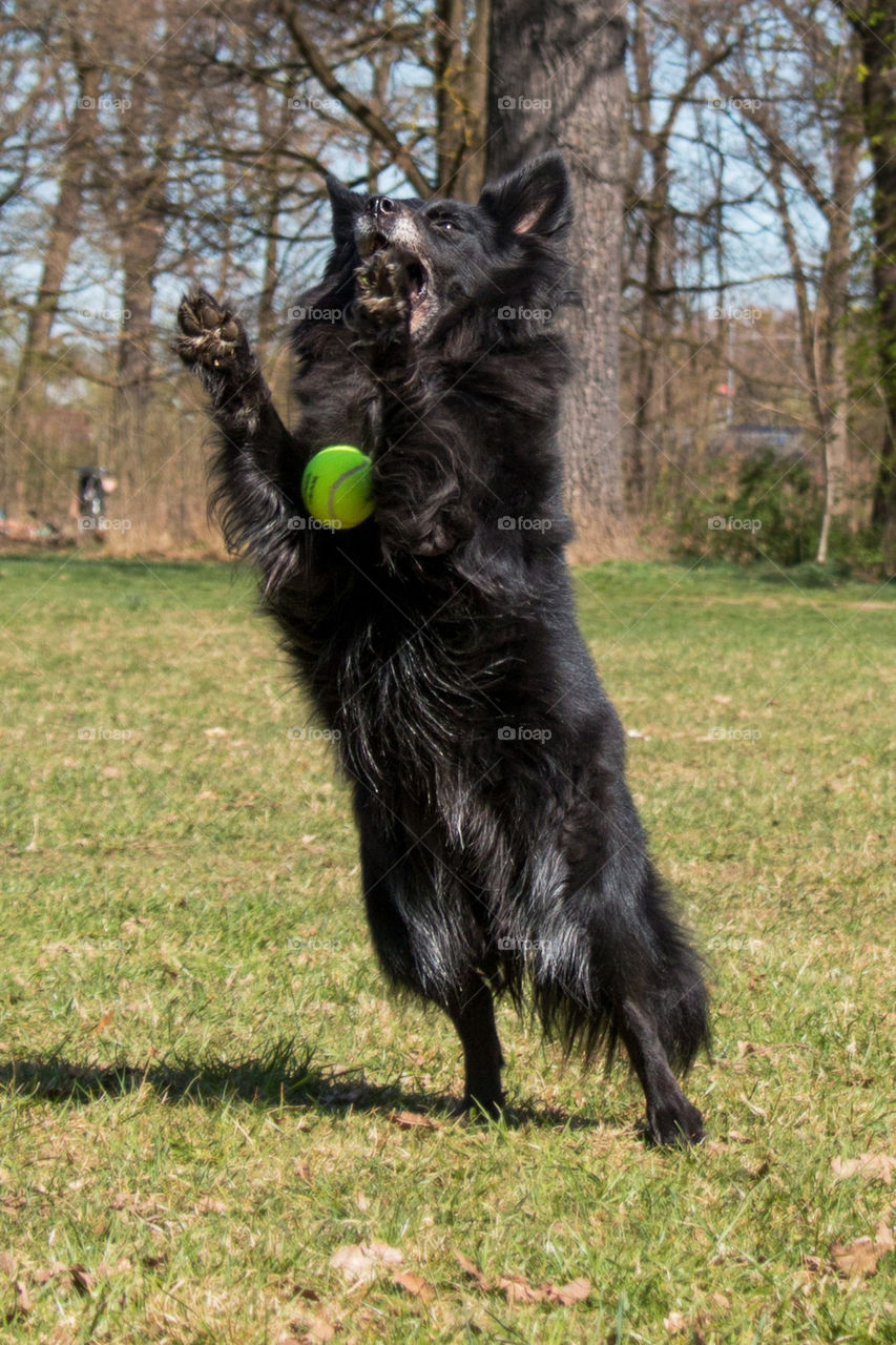 Dog catching ball fail