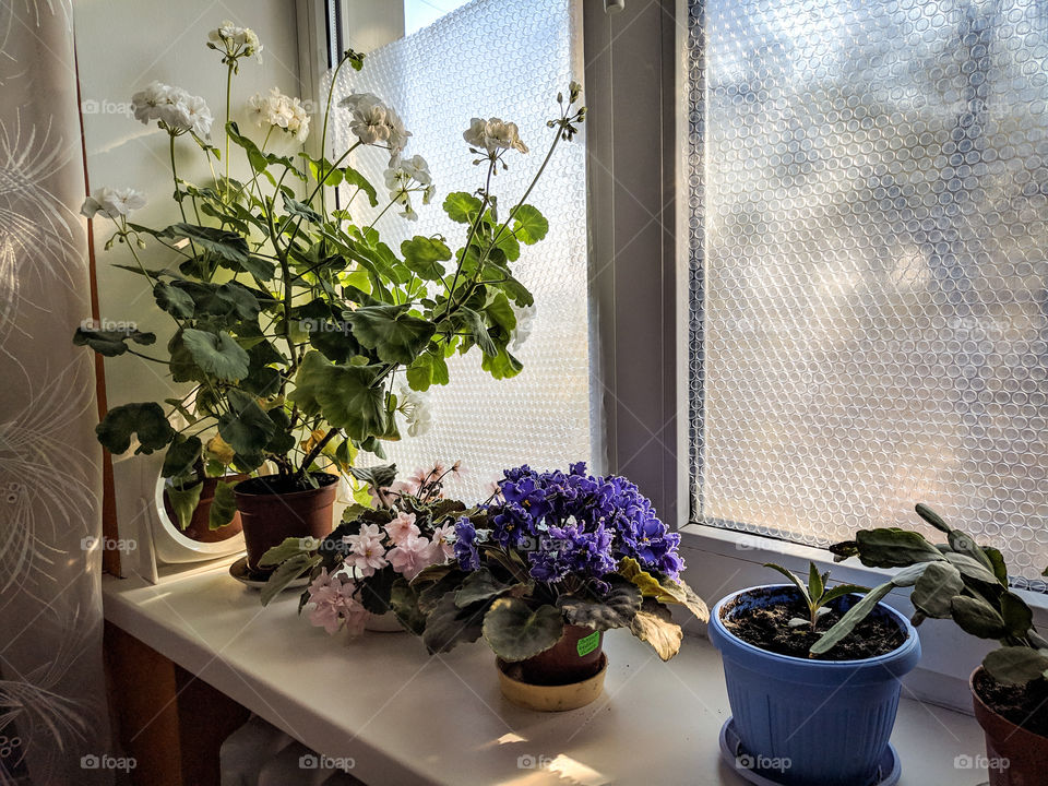 indoor flowers on the windowsill