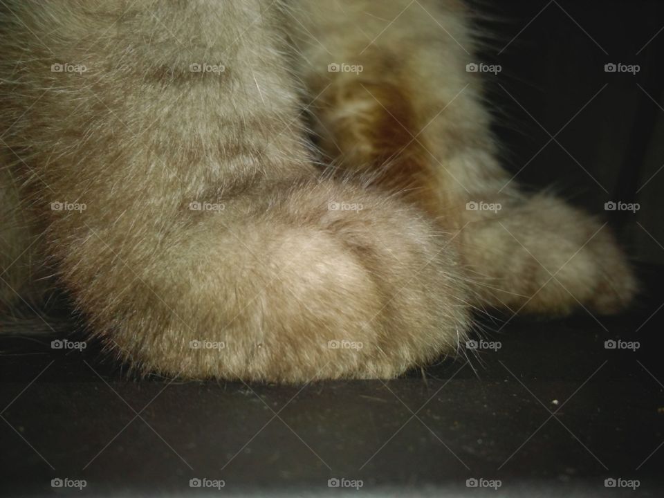 cat body part