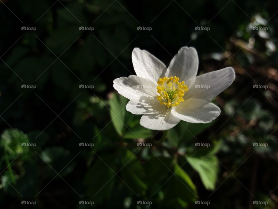 Rue Anemone wild light