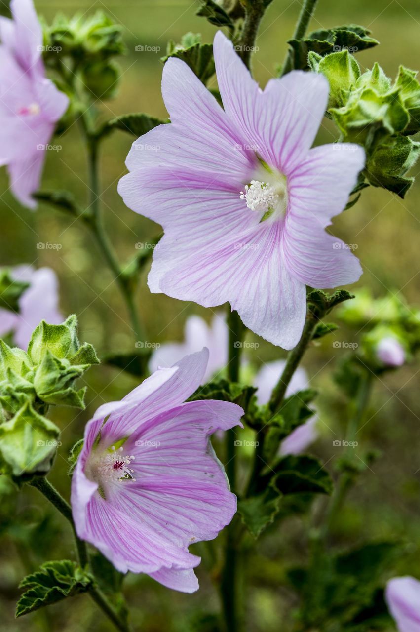 Wild mallow is the oldest medicinal plant, well studied in clinical trials.