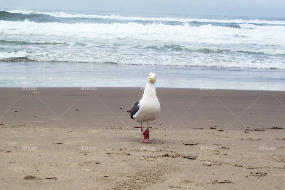 Seagull