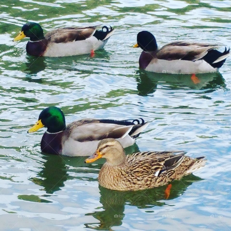 ducks