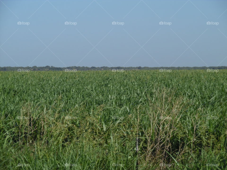 maise field. This is a picture of a Texas maise field that I saw while out exploring East Texas. 👣 🚶 🏃 🔥 💨