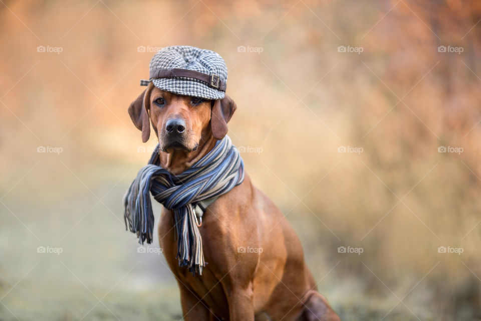 Rhodesian Ridgeback in wear at autumn park