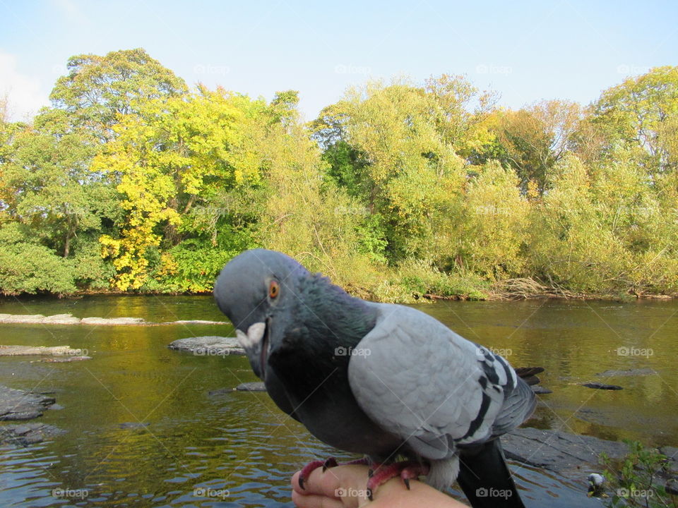 Pigeon balancing on someone's hand