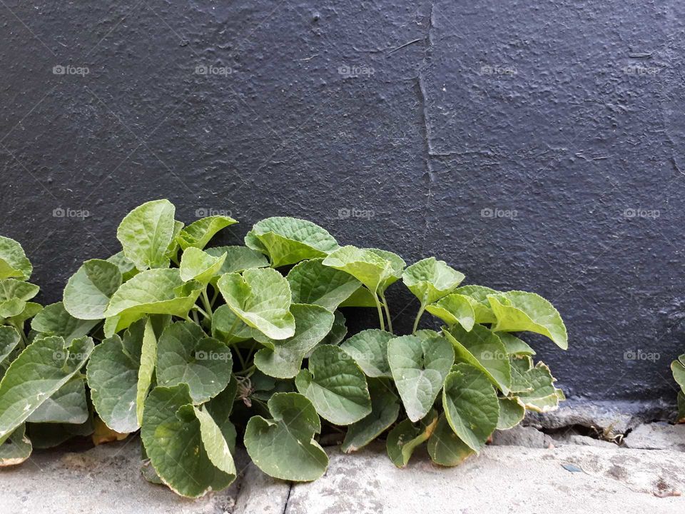 Green plants on the black wall background