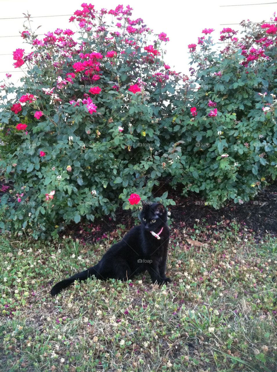 Black cat with roses