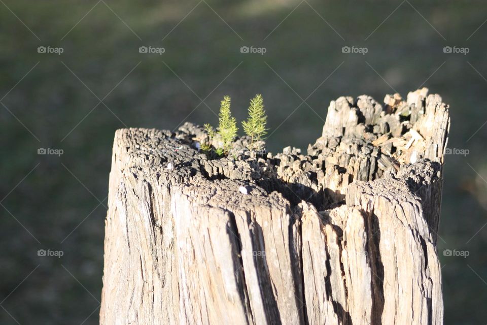 Small trees growing in a old tree.