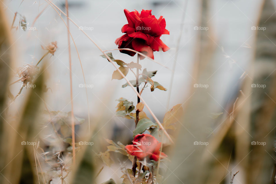 rose bloom in a field of dead  vegetation