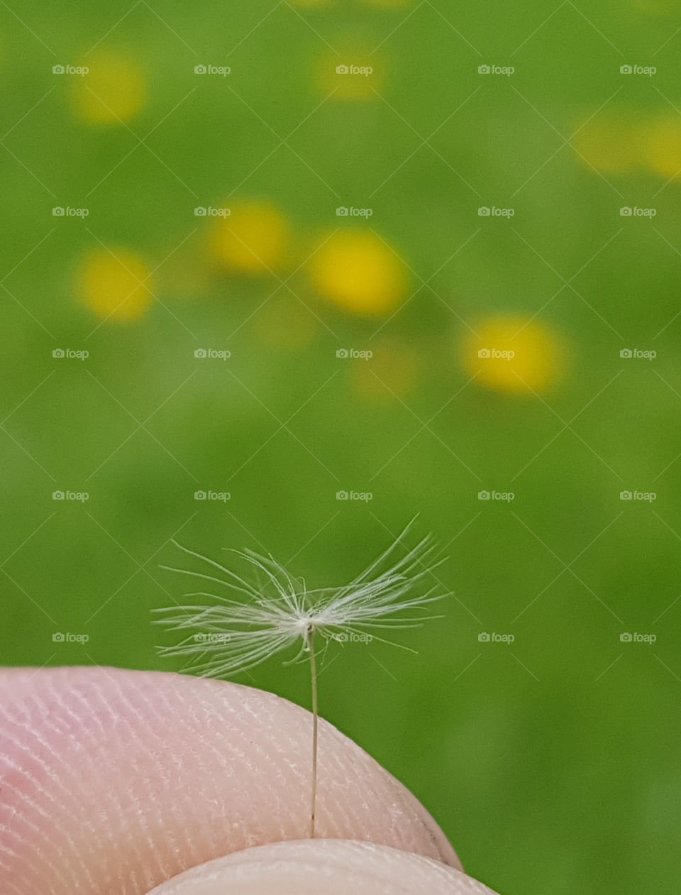 dandelion