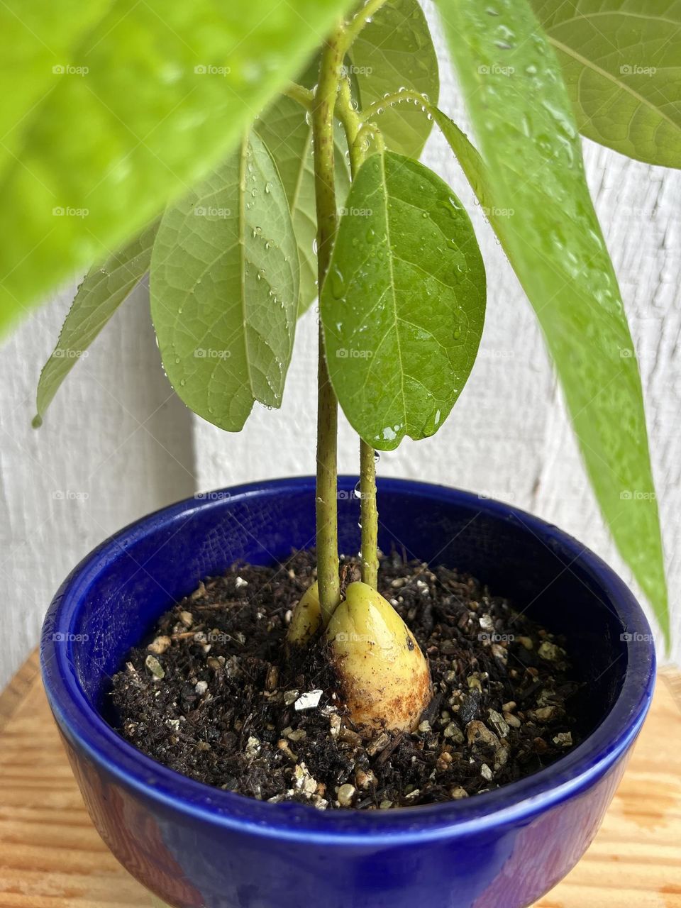 Avocado Plant in Flower Pot