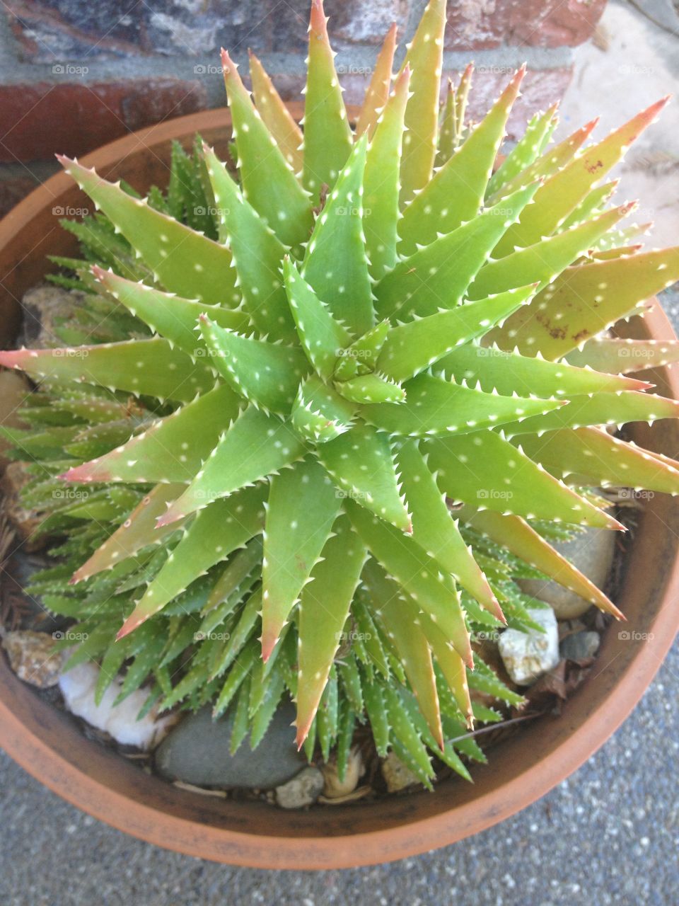 Aloe Cactus
