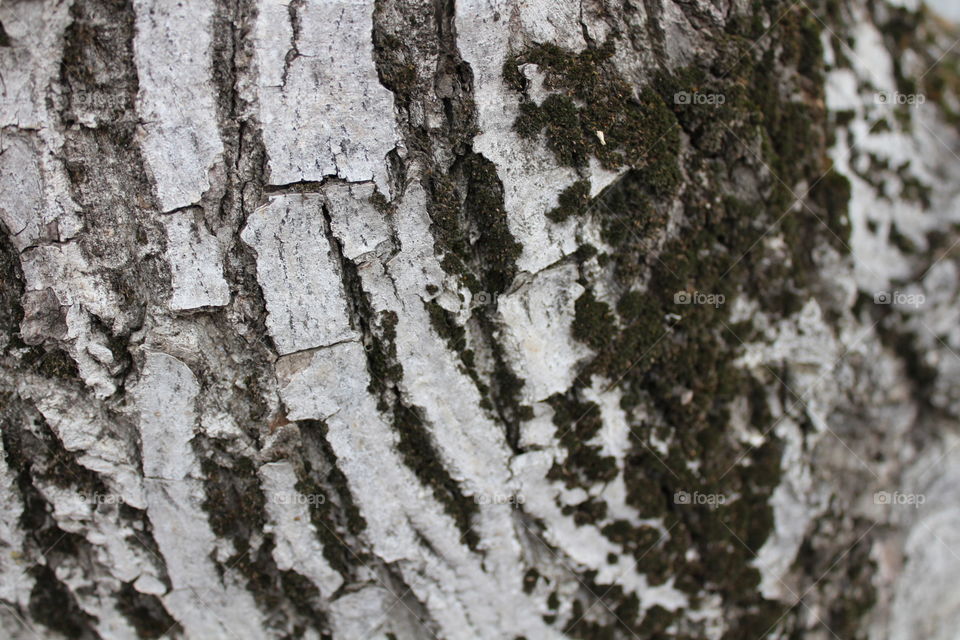 Bark of white tree