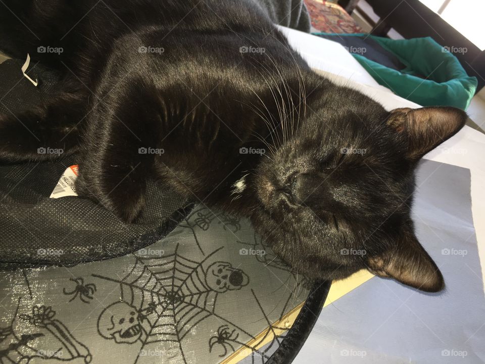 Black cat sleeping on a table filled of stuff he likes 🥰