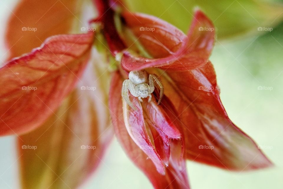 The Itsy-bitsy Spider