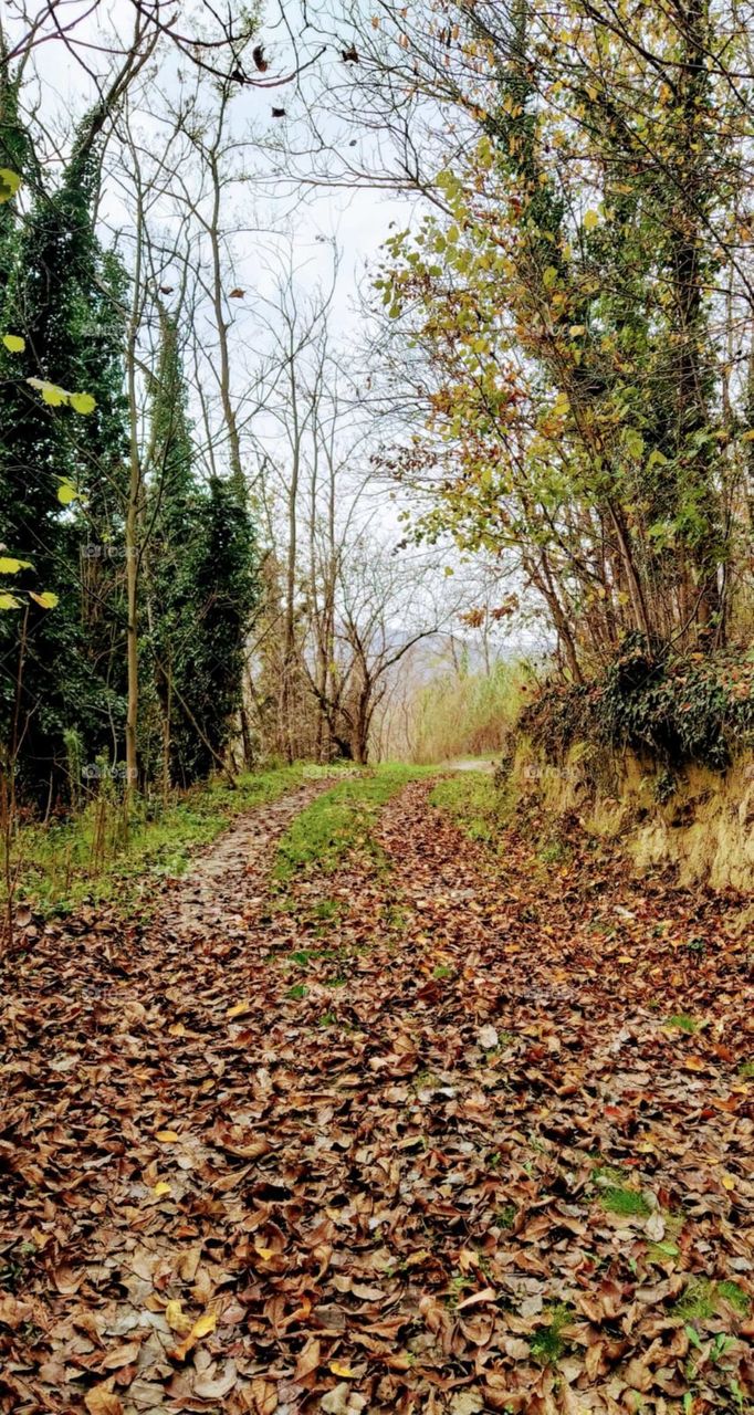 forest path in autumn