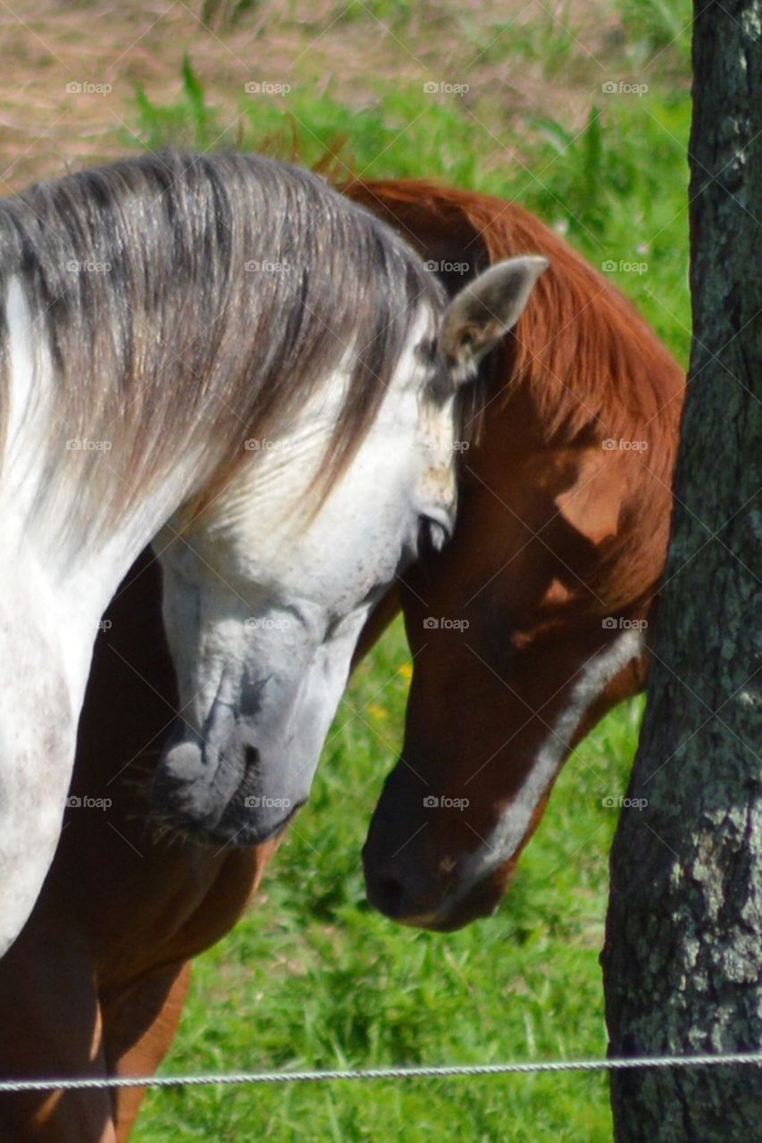 Two horse friends 