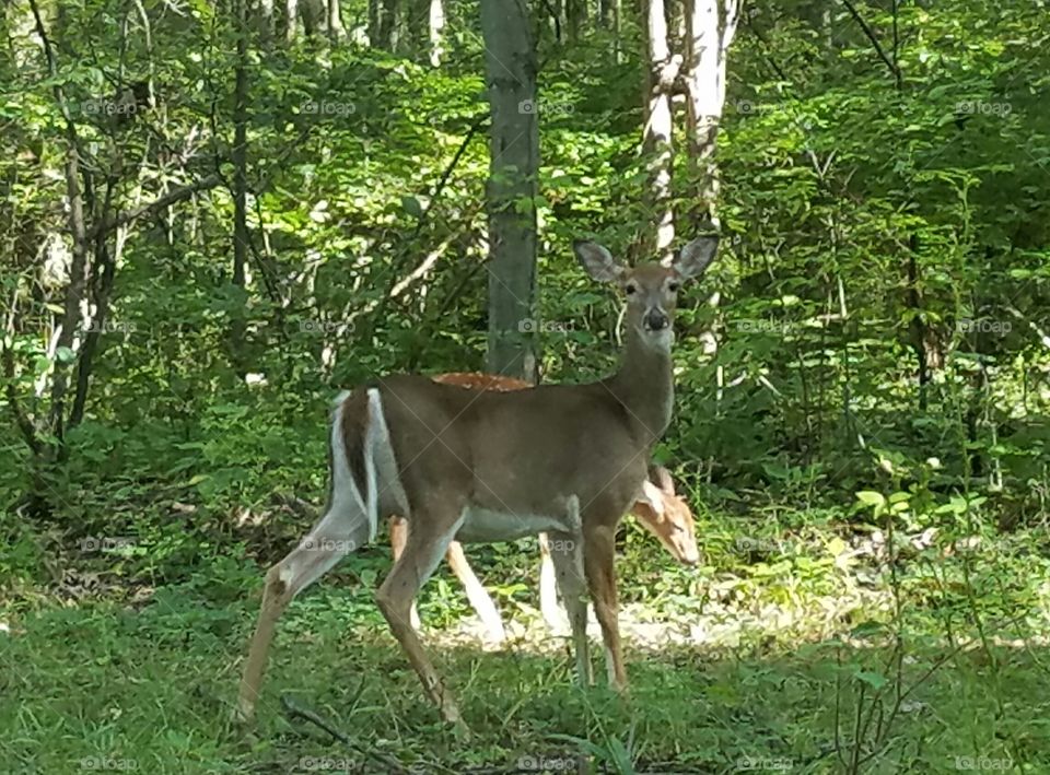 deer spotted me