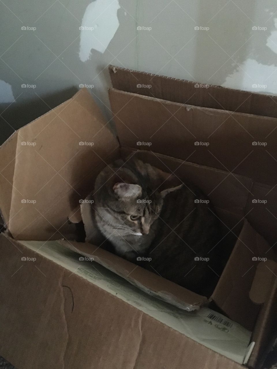 Kitten in a box 
