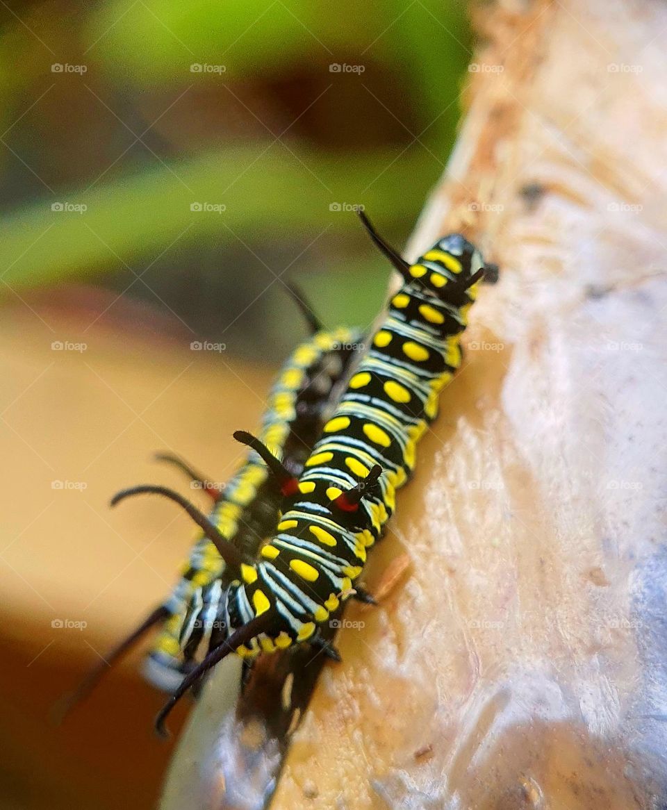 Endagered Monarch Caterpillars on Broken Cabinet