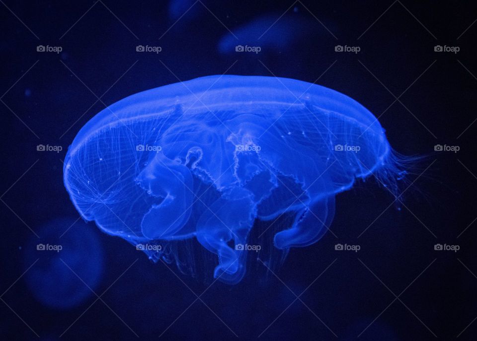 is light blue? -jellyfish