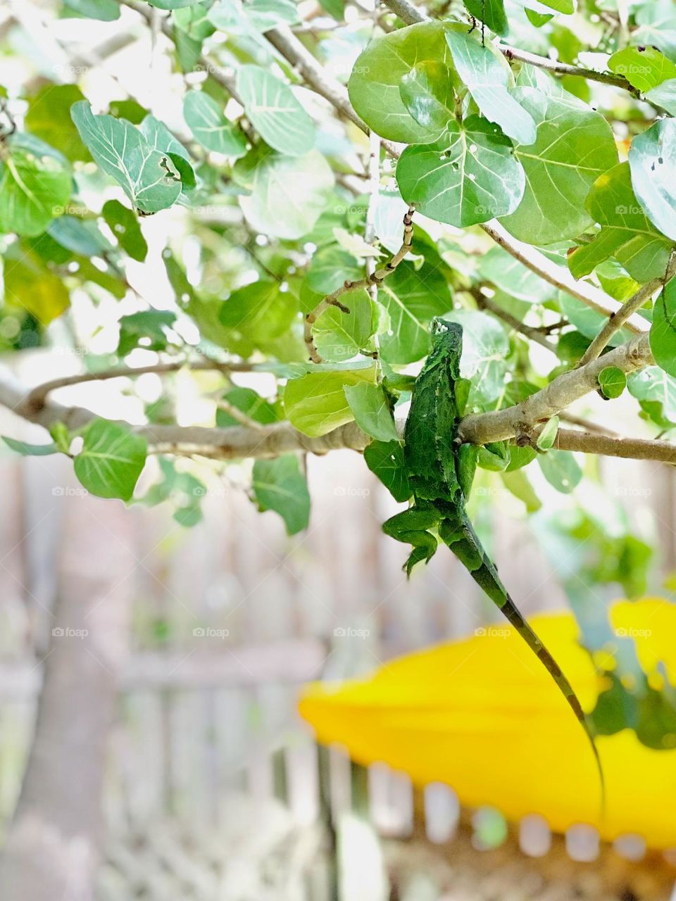 Iguana in Tree
