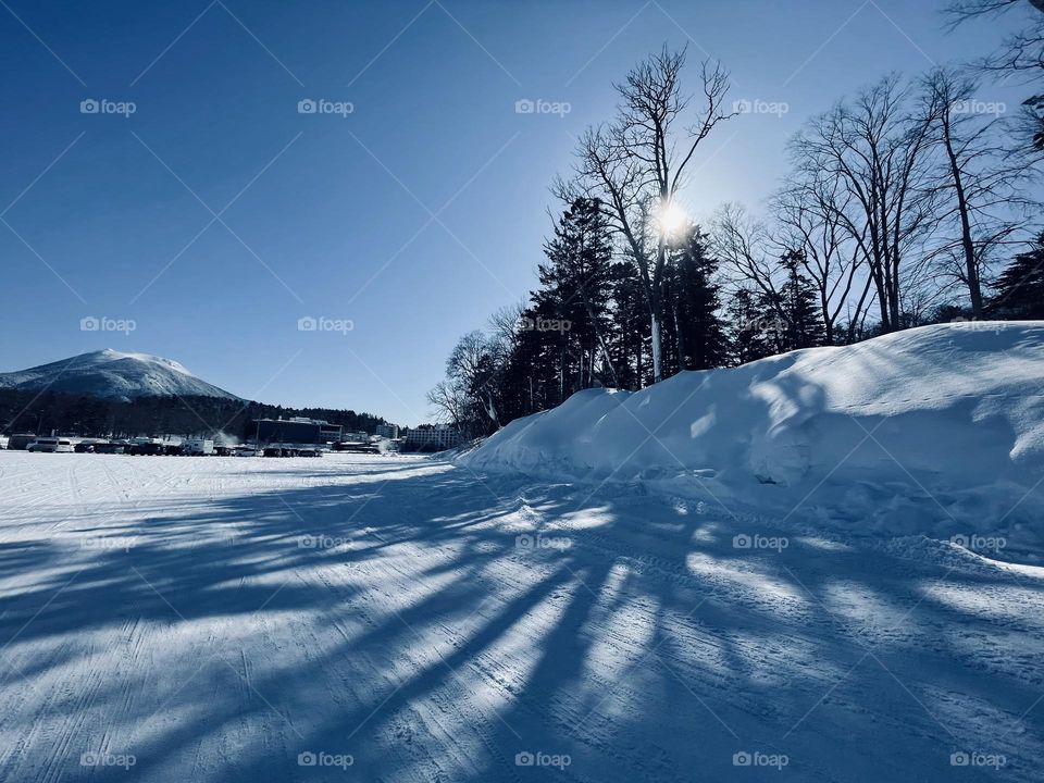 Shadows of trees in the snow