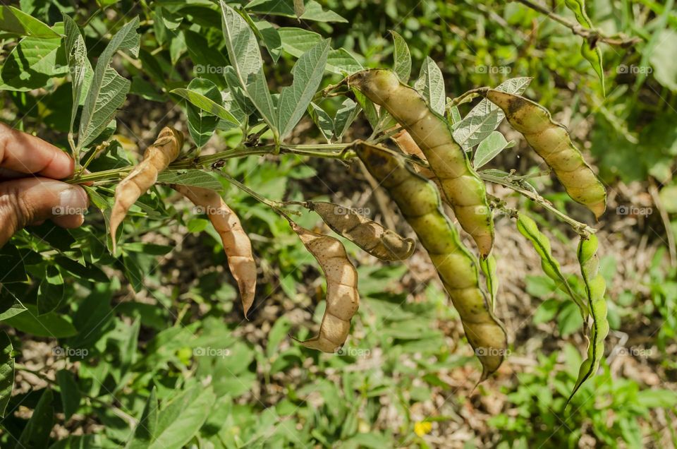 Pigeon Peas On Tree