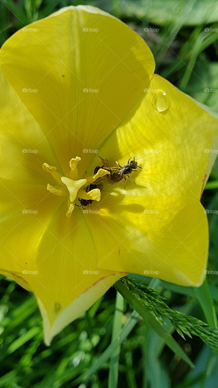 ant climbing to a water drop in the tulip