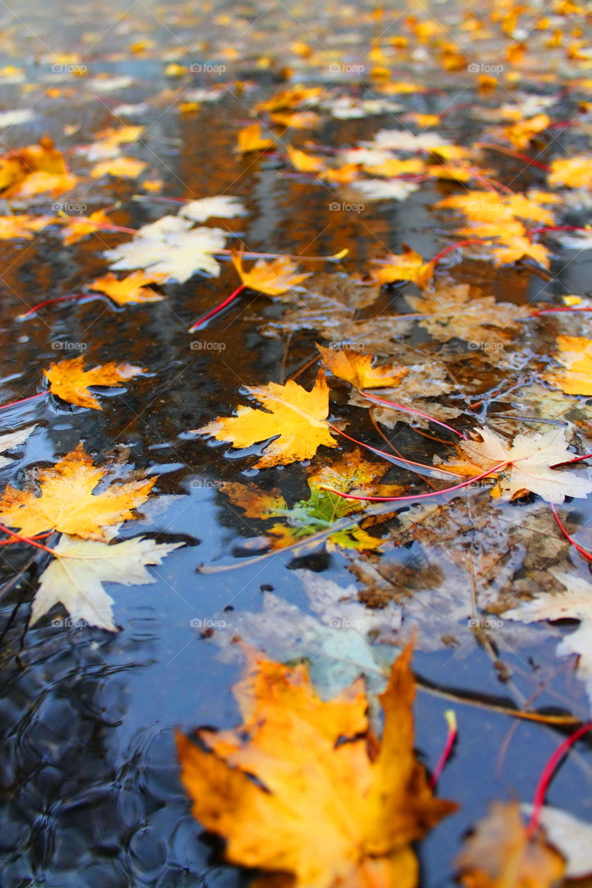 Autumn rain reflection