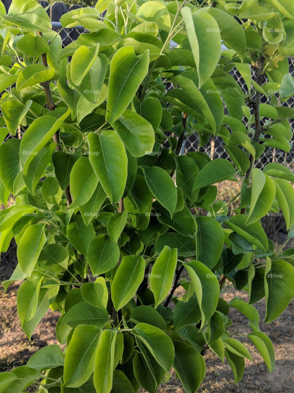 So good and Green tree growing up