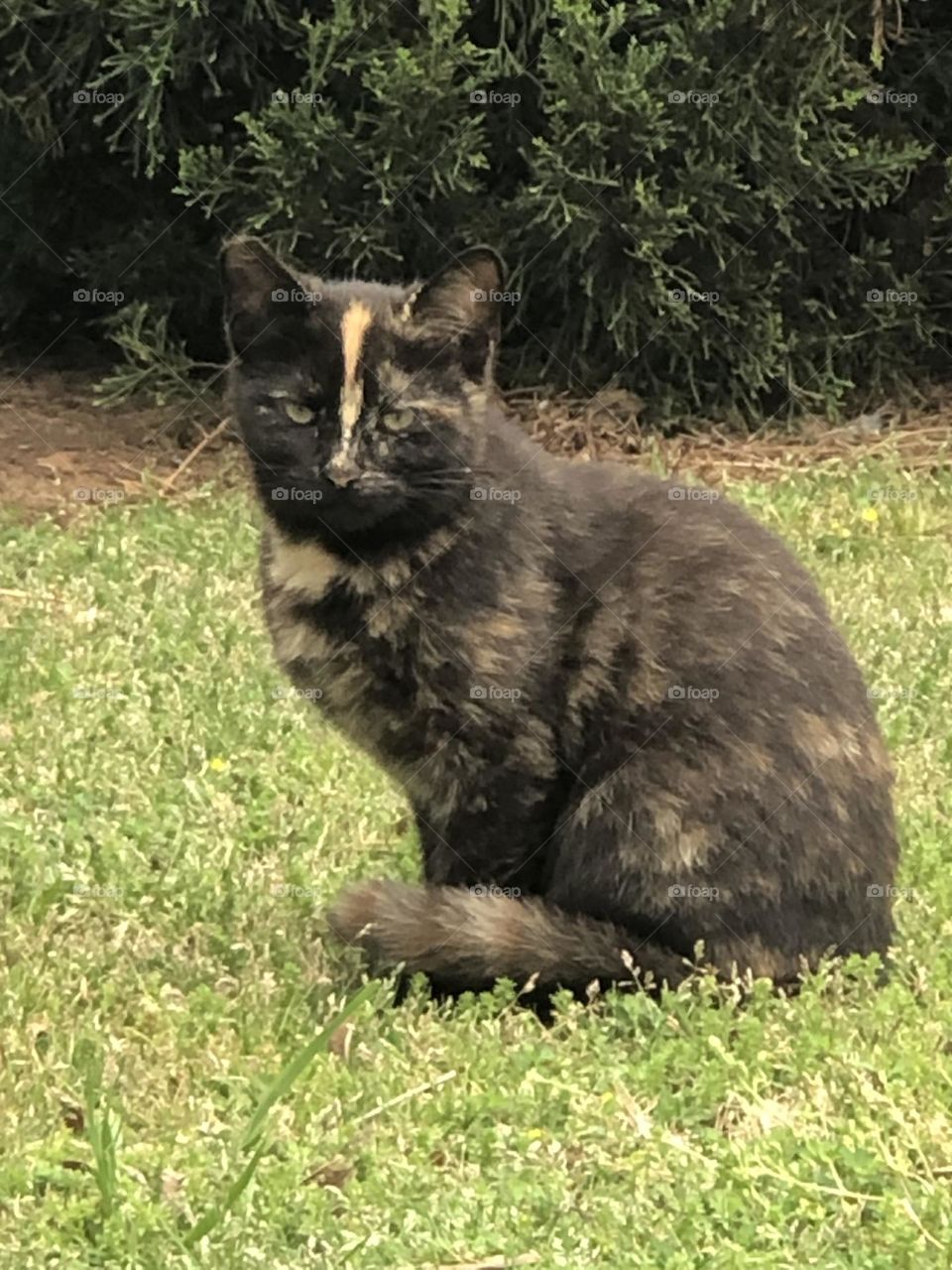 Stray cat striking a pose