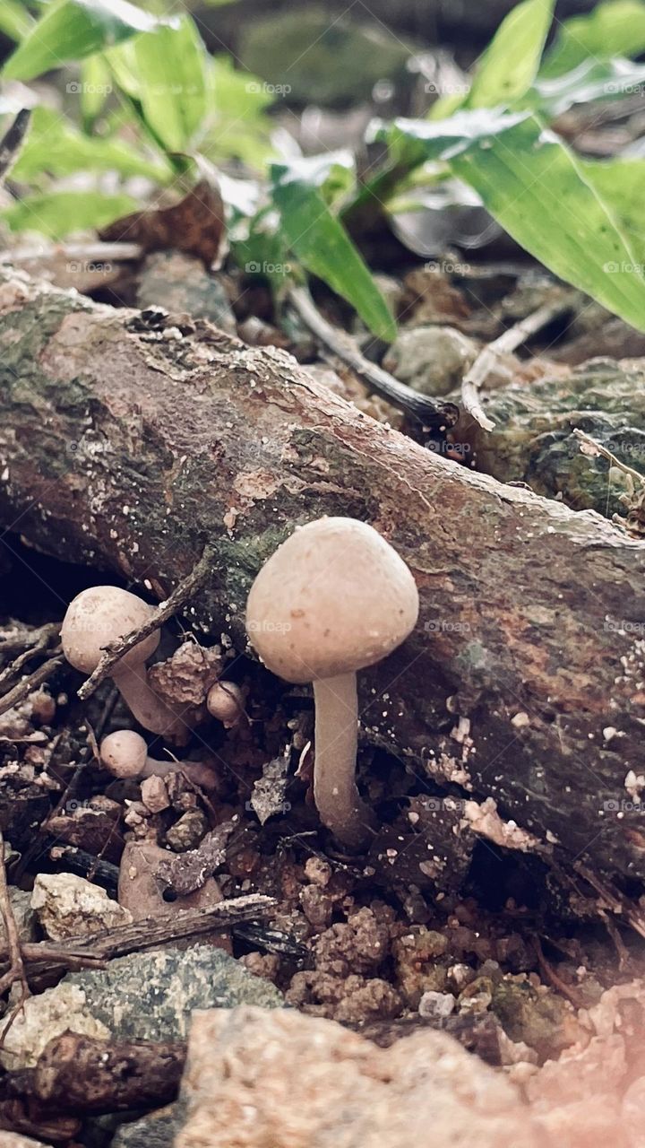 Fungus