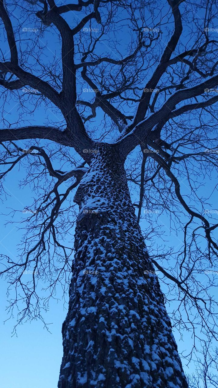 Tree, Wood, No Person, Branch, Nature